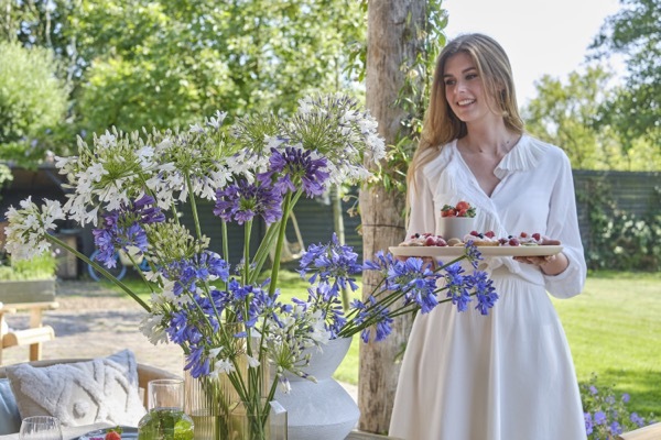 Agapanthus-Fireworks_Patio