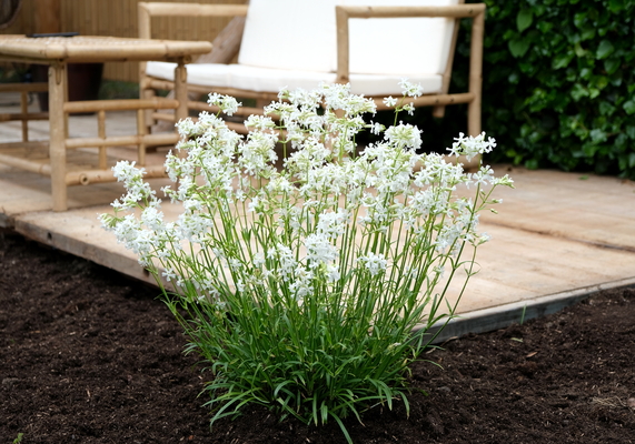 Lychnis Snow Cloud