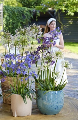 Agapanthus-Fireworks_Patio