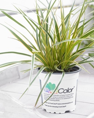 Carex-Everglow_Pot