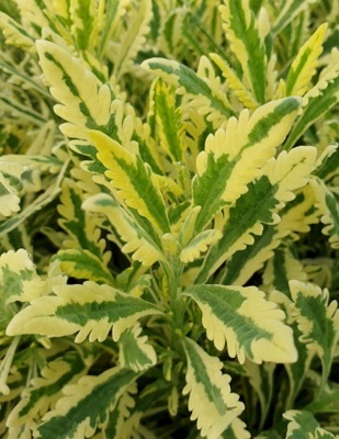 Lavandula-Meerlo_Close up foliage