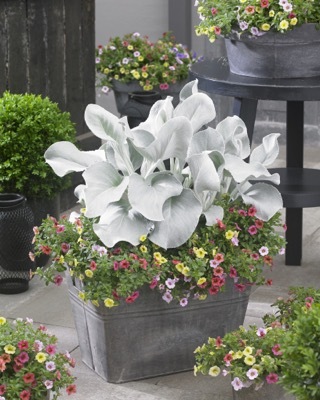 Senecio-Angel Wings_Patio