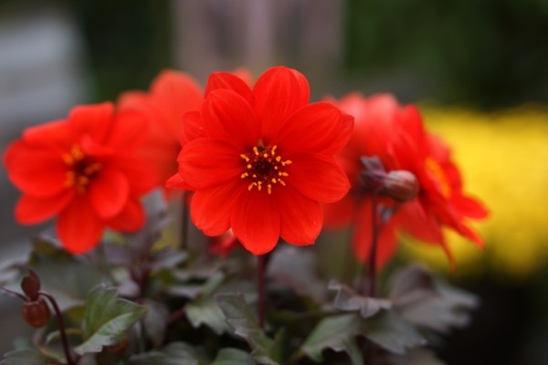 Dahlia-Dreamy Flame_Close up flower