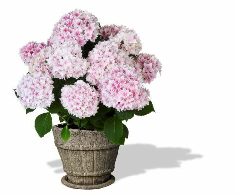 Hydrangea-Freedom_Pot