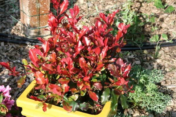 Photinia-Fire Fantasy_Patio