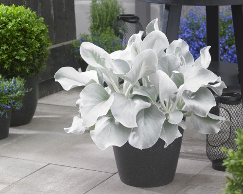 Senecio-Angel Wings_Patio