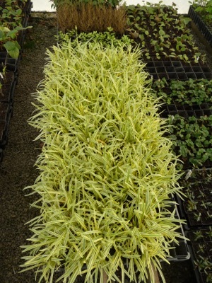 Agapanthus-Golden Drop_Nursery