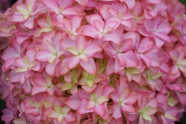 Hydrangea-Inspire_Close up flower