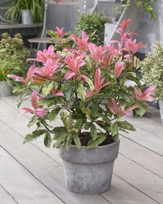 Photinia-Pink Crispy_Patio