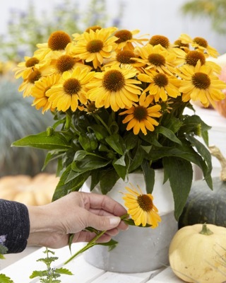 Echinacea-Tweety_Patio