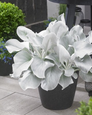 Senecio-Angel Wings_Patio