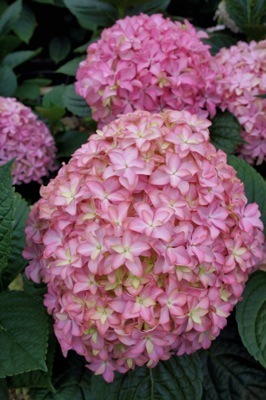 Hydrangea-Inspire_Close up flower