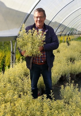 Lavandula-Meerlo_Nursery