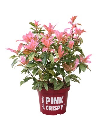 Photinia-Pink Crispy_Pot