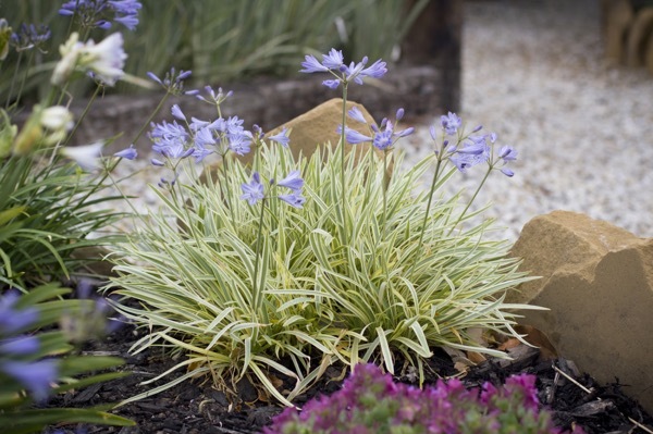 Agapanthus-Golden Drop_Garden