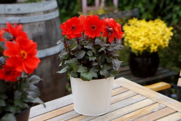 Dahlia-Dreamy Flame_Patio