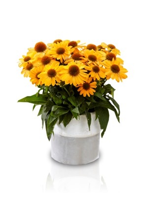 Echinacea-Tweety_Pot