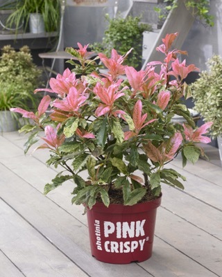 Photinia-Pink Crispy_Pot