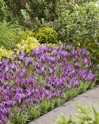 Lavandula Bella Toscane