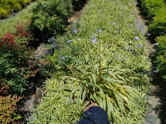 Agapanthus-Golden Drop_Pot