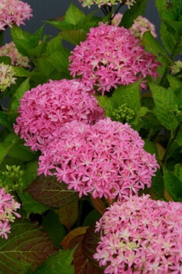 Hydrangea-Inspire_Flower