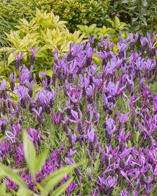 Lavandula Bella Toscane