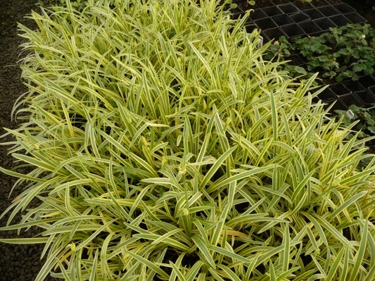 Agapanthus-Golden Drop_Foliage