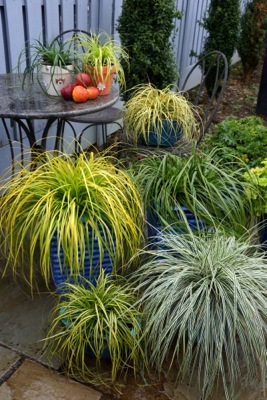 Carex-Everillo_Patio