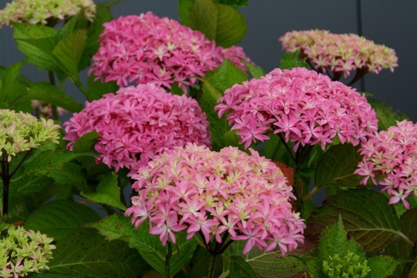 Hydrangea-Inspire_Flower