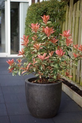 Photinia-Pink Crispy_Patio