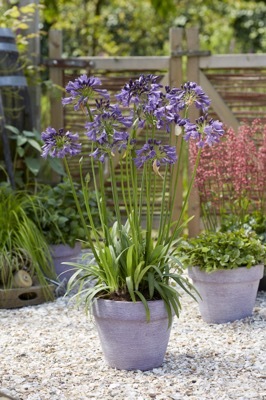 Agapanthus-Poppin Purple_Patio