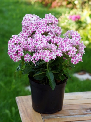 Phlox-Bambini Candy Crush_Pot