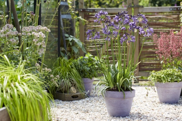 Agapanthus-Poppin Purple_Patio