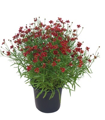 Coreopsis-Twinklebells Red_Pot