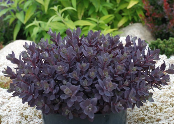 Sedum-Sunsparkler Plum Dazzled_Foliage