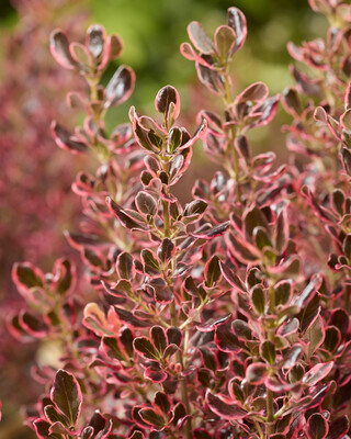 Coprosma Eclipse