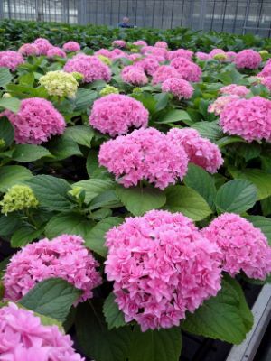 Hydrangea-Perfection_Nursery