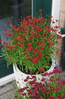 Coreopsis-Twinklebells Red_Patio