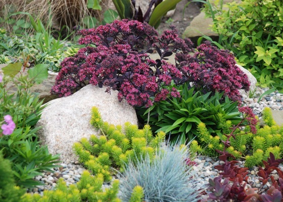 Sedum-Sunsparkler Plum Dazzled_Garden