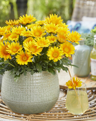 Gazania Suncarpet