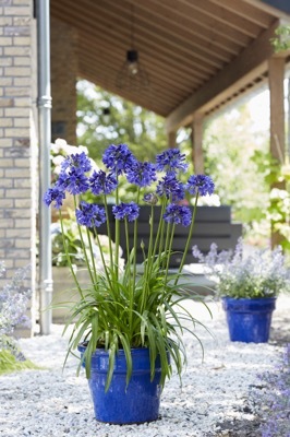 Agapanthus-Blue Thunder_Patio