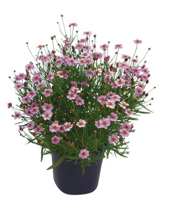 Coreopsis-Twinklebells Pink_Pot