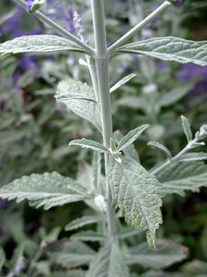 Perovskia-Silvery Blue_Close up foliage