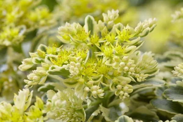 Sedum-Atlantis_Close up flower