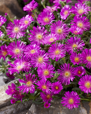 Delosperma Ocean Sunset Violet