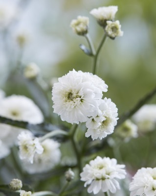 Achillea-Diadem_Close up flower