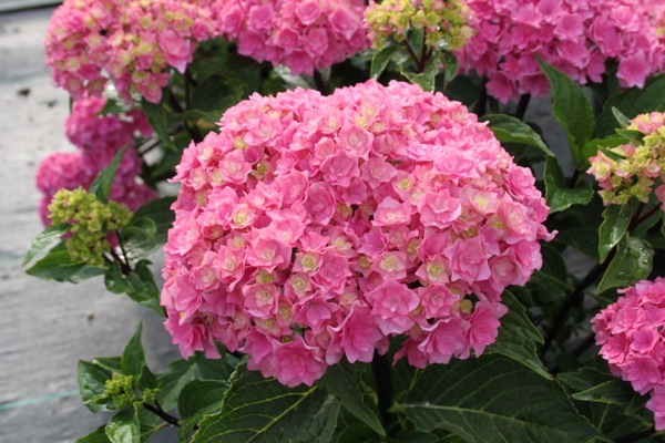 Hydrangea-Black Together_Close up flower