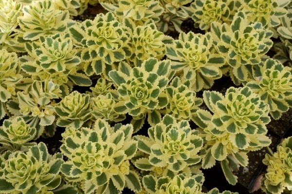 Sedum-Atlantis_Foliage