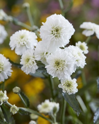 Achillea-Diadem_Close up flower