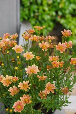 Coreopsis-Gardenscape Melon_Flower